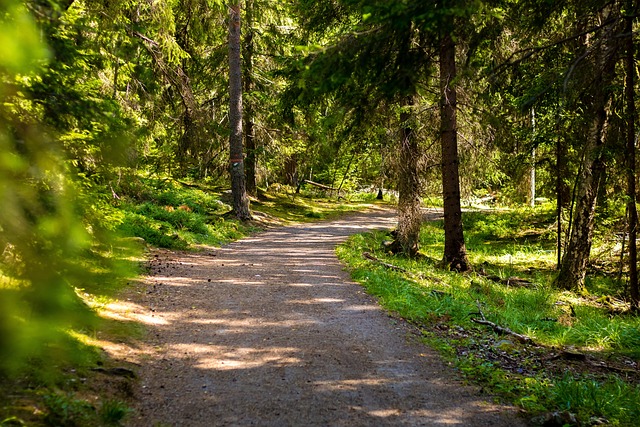 Rutas de senderismo en Suecia, bosque. Gotaleden Trail.