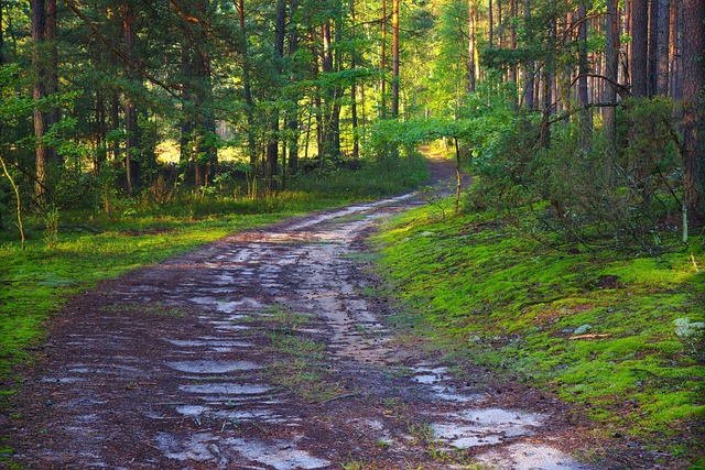 Naturaleza en Polonia. Bosque 